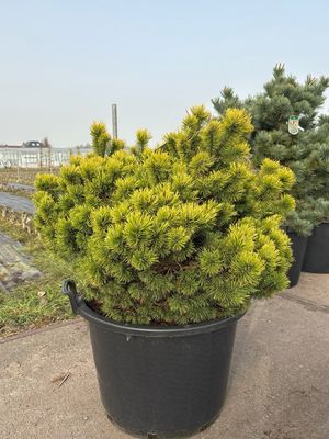 Pinus mugo ‘Ophir’