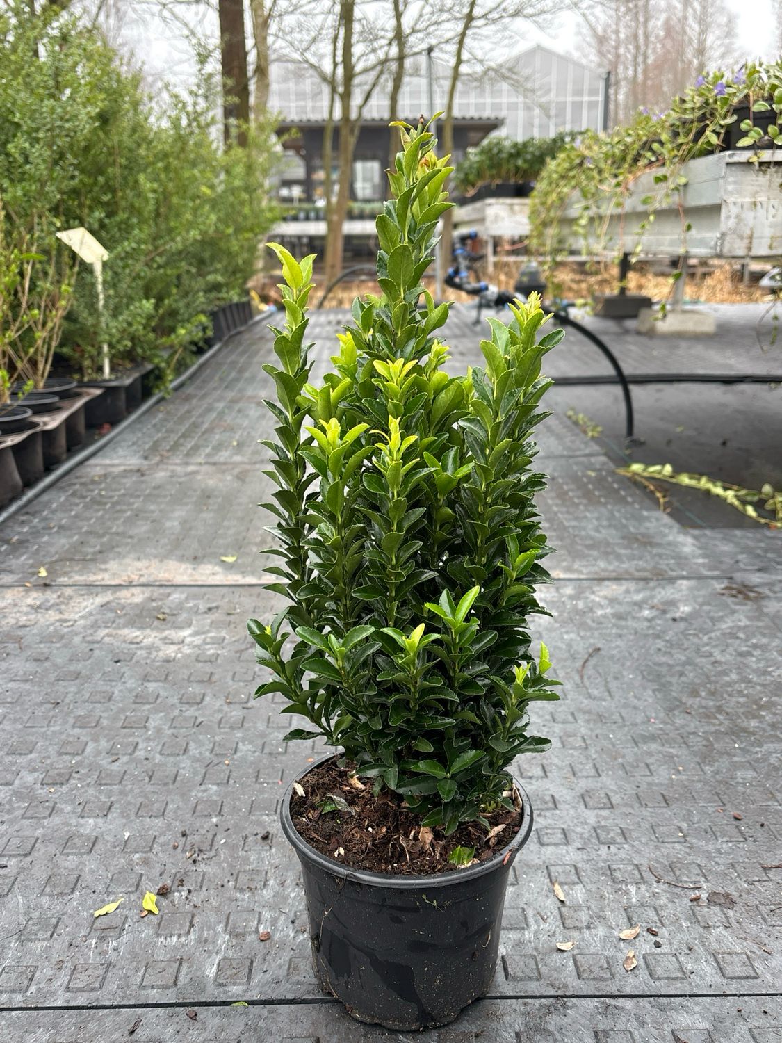 Euonymus japonicus ‘Green Spire’ (Kardinaalsmuts) OP=OP