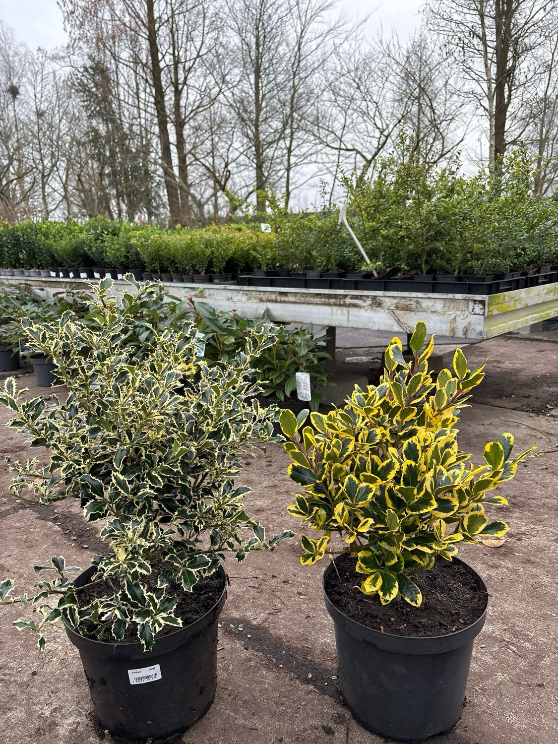 Ilex (bonte hulst 2 soorten) OP=OP