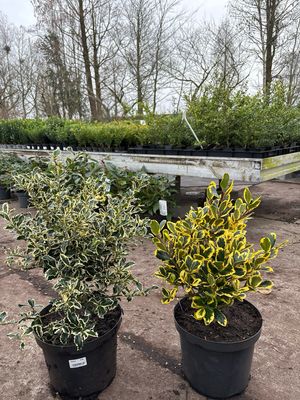 Ilex (bonte hulst 2 soorten) OP=OP Ilex (bonte hulst 2 soorten) OP=OP