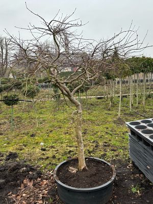 Acer oude boom (Japanse Esdoorn palmatum Garnet)