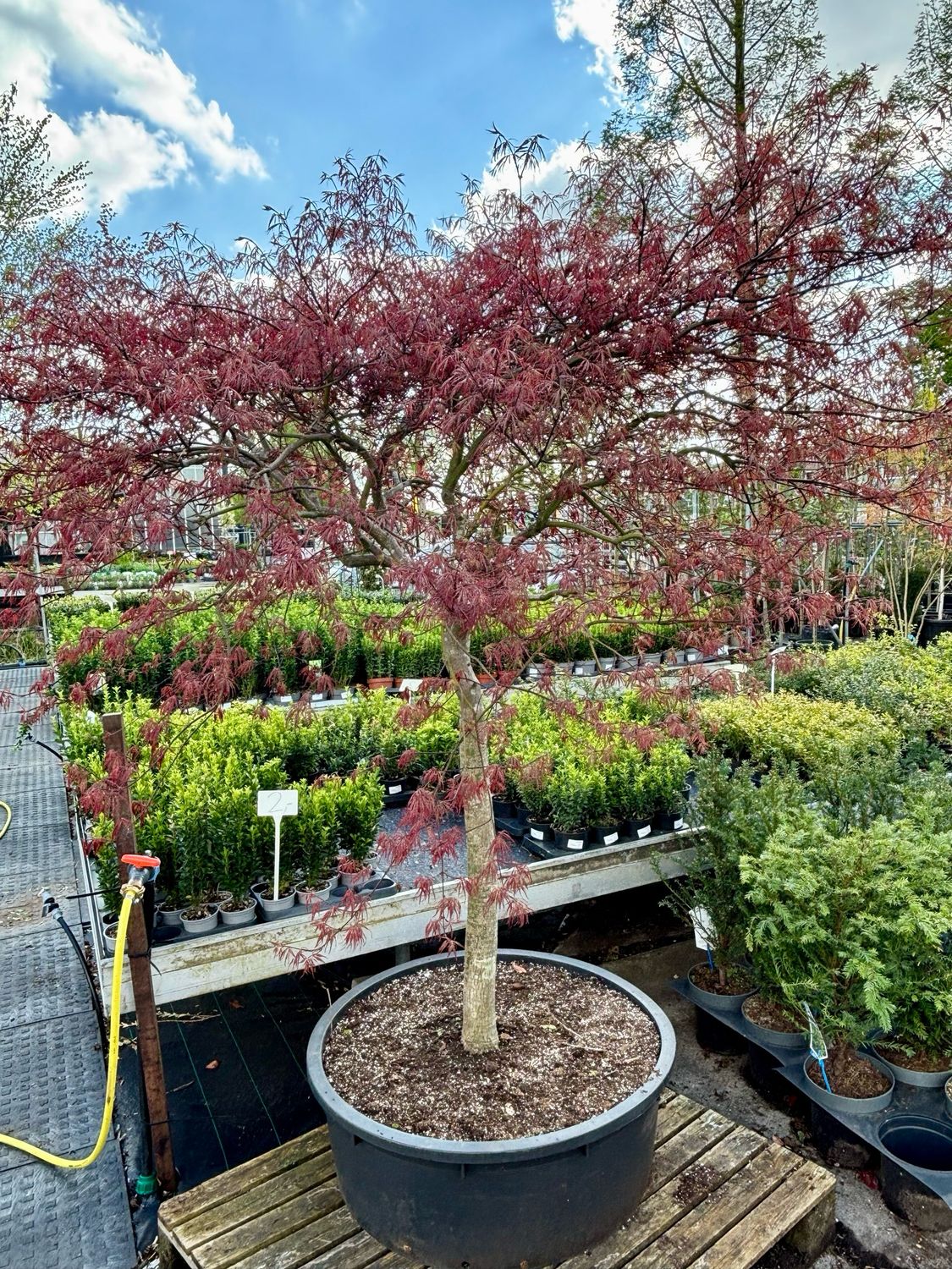 Acer oude boom (Japanse Esdoorn palmatum Garnet)