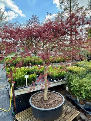 Acer oude boom (Japanse Esdoorn palmatum Garnet)