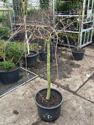 Acer palmatum  Garnet (Japanse Esdoorn)