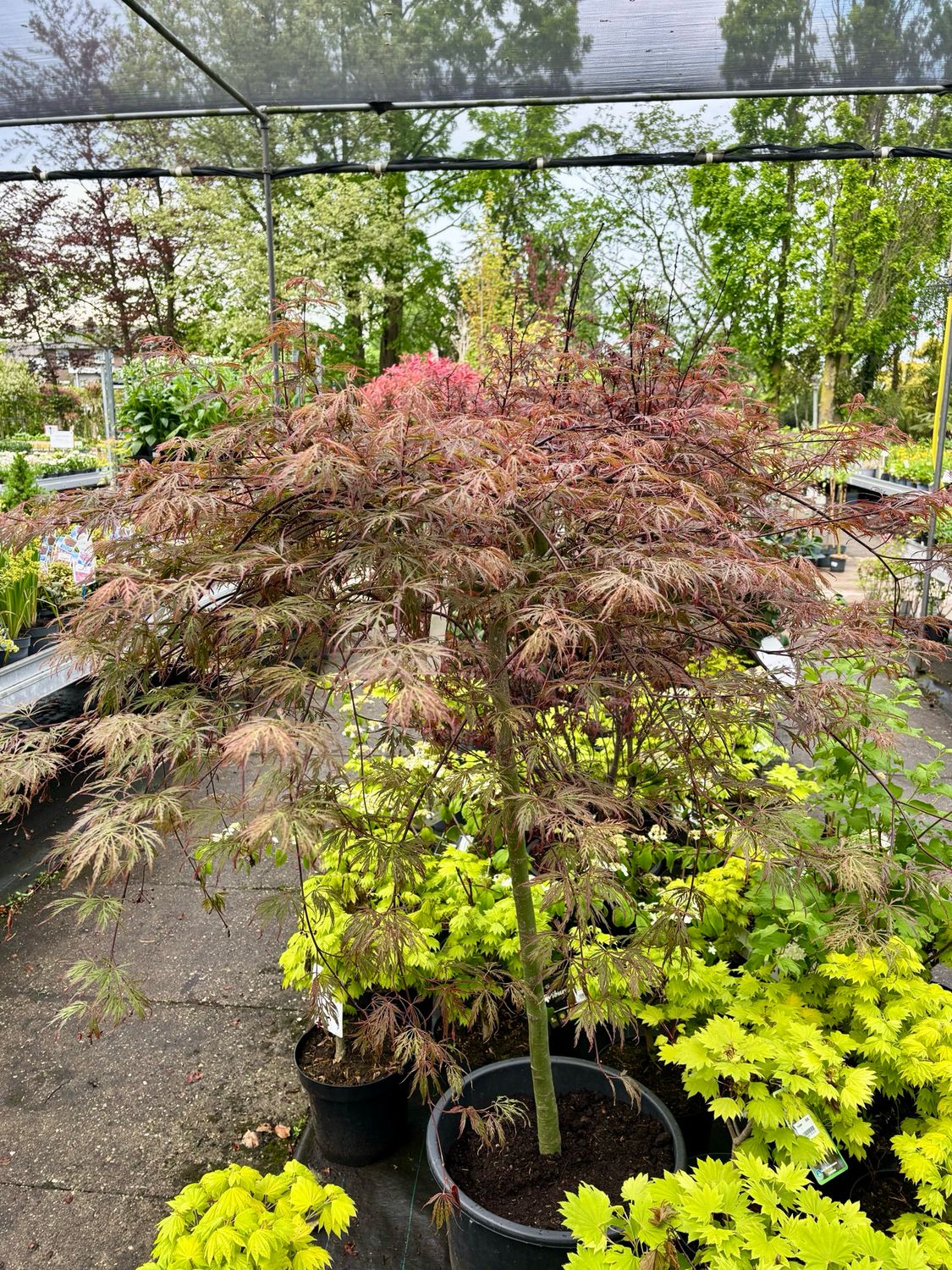 Acer palmatum  Garnet (Japanse Esdoorn)