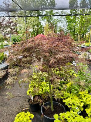 Acer palmatum  Garnet (Japanse Esdoorn)