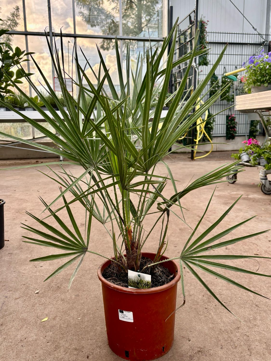 Chamaerops humilis (Palmboom) OP=OP Chamaerops humilis (Palmboom) OP=OP