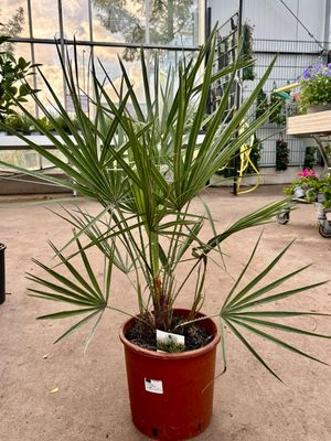 Chamaerops humilis (Palmboom) OP=OP Chamaerops humilis (Palmboom) OP=OP