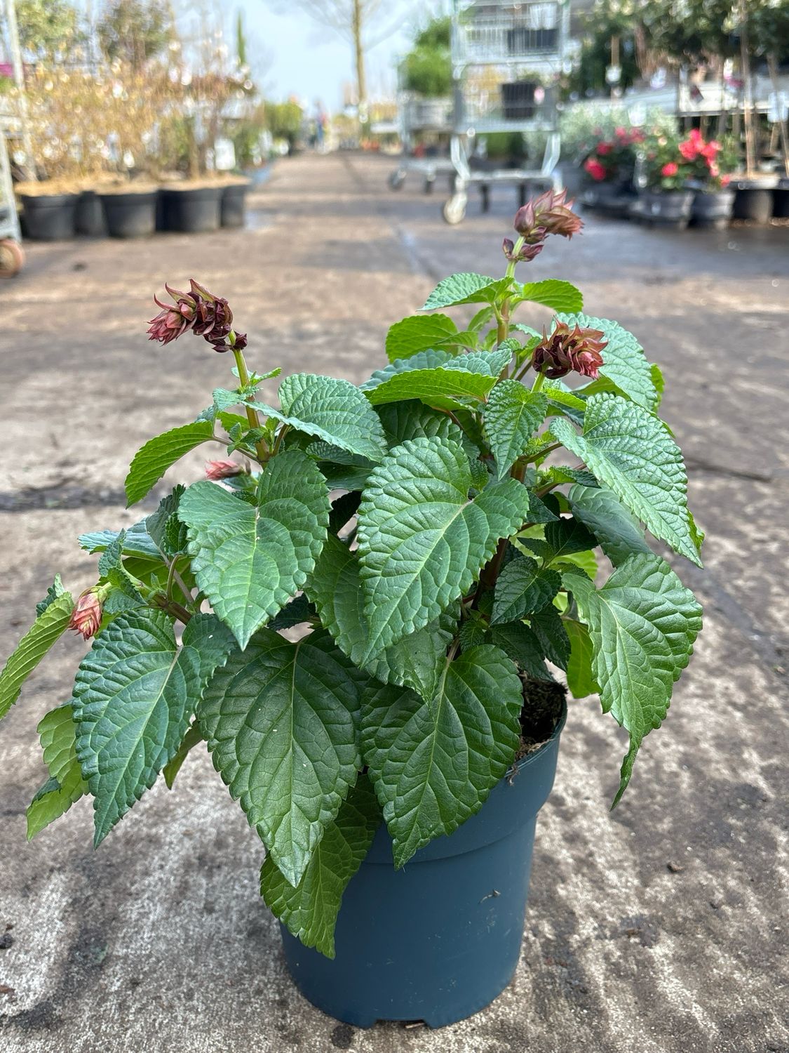 Salvia Salgoon Lake Flamingo (Salie) OP=OP