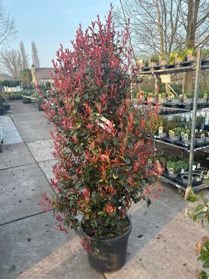 Photinia fraseri 'Carré Rouge' (Glansmispel) Photinia fraseri 'Carré Rouge' (Glansmispel)