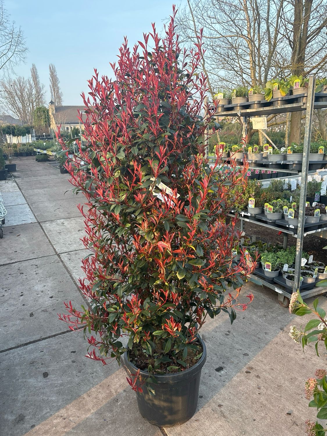 Photinia fraseri 'Carré Rouge'  (Glansmispel)