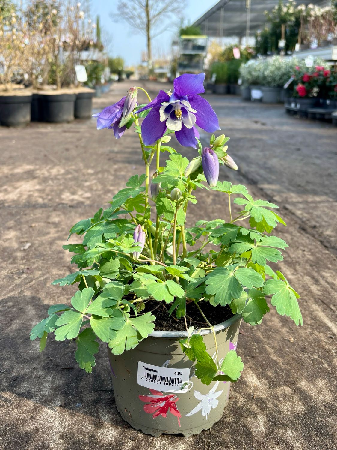 Aquilegia (Akelei paars ) OP=OP