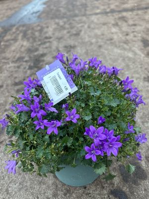 Campanula (Klokjesbloem)