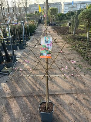 Fruitbomen leiboom Prunus persica / Prunus armeniaca (Perzik/Abrikoos leiboom) OP=OP