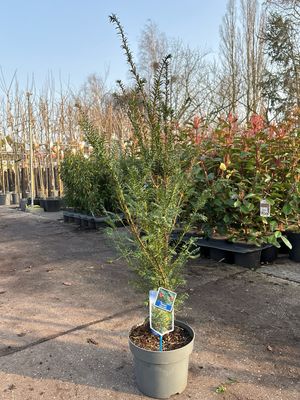 Taxus baccata (Venijnboom) OP=OP
