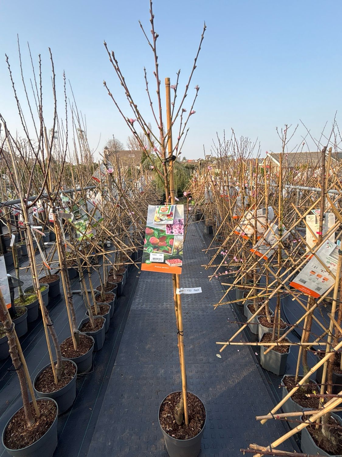 Prunus persica / Prunus armeniaca (Perzik/Abrikoos halfstam fruitbomen) OP=OP