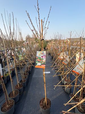 Prunus persica / Prunus armeniaca (Perzik/Abrikoos halfstam fruitbomen) OP=OP