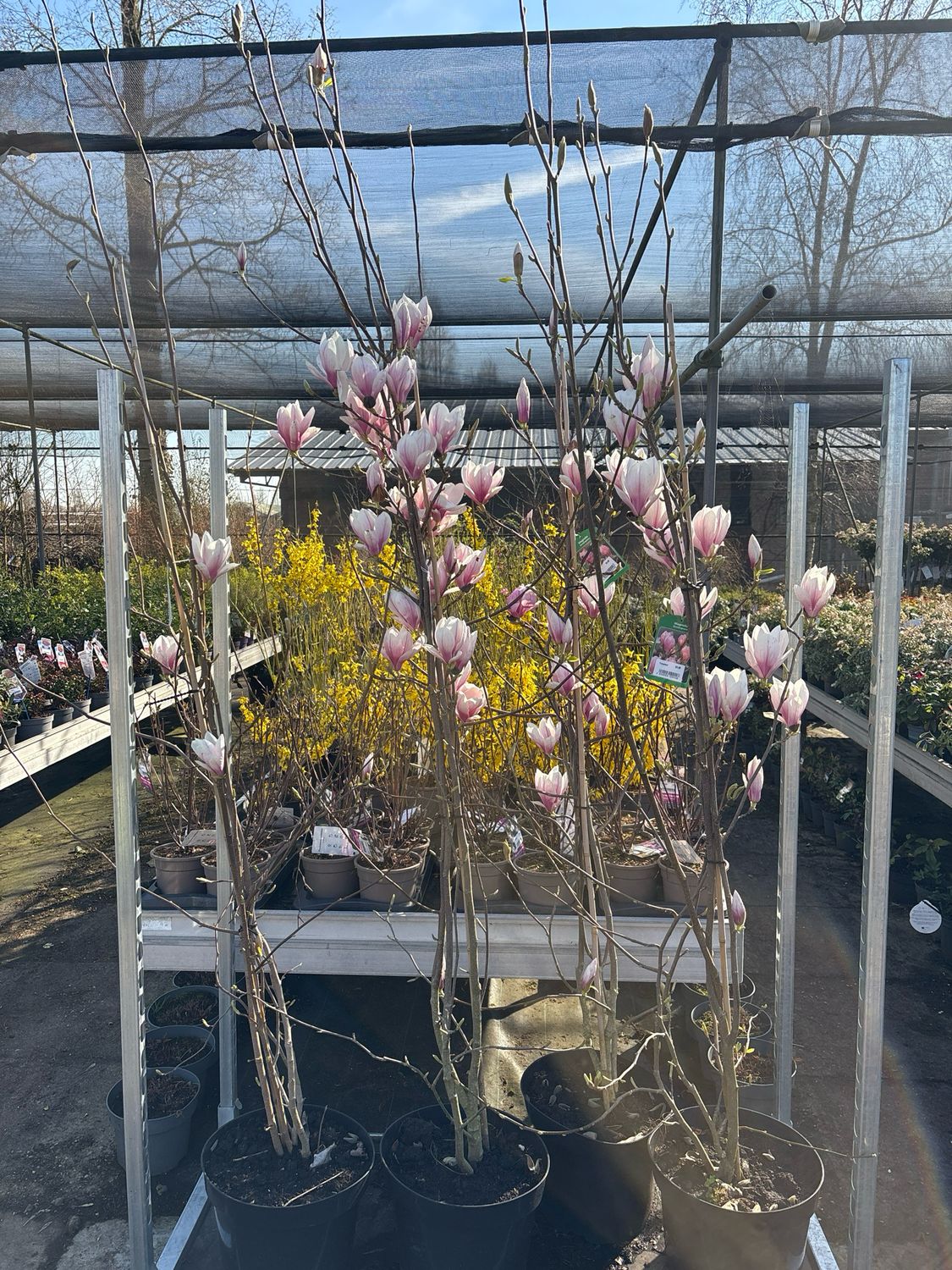 Magnolia xsoulangeana (Tulpen Magnolia) OP=OP