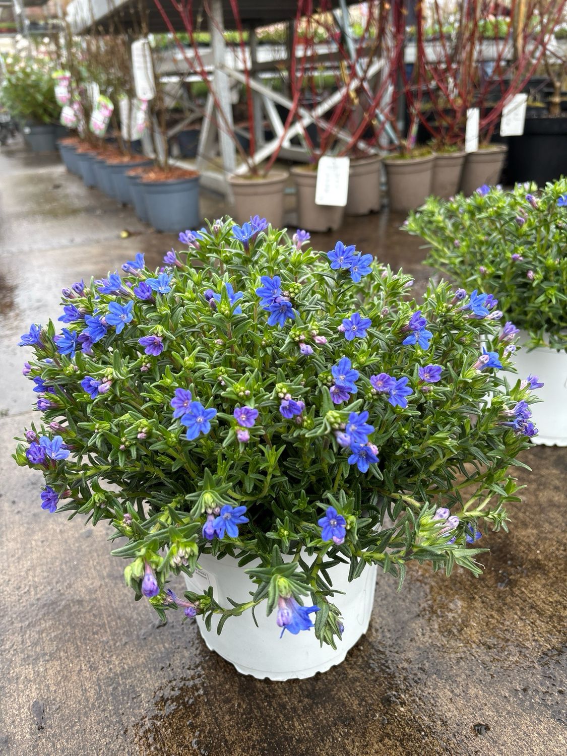 Lithodora (Parelkruid) OP=OP