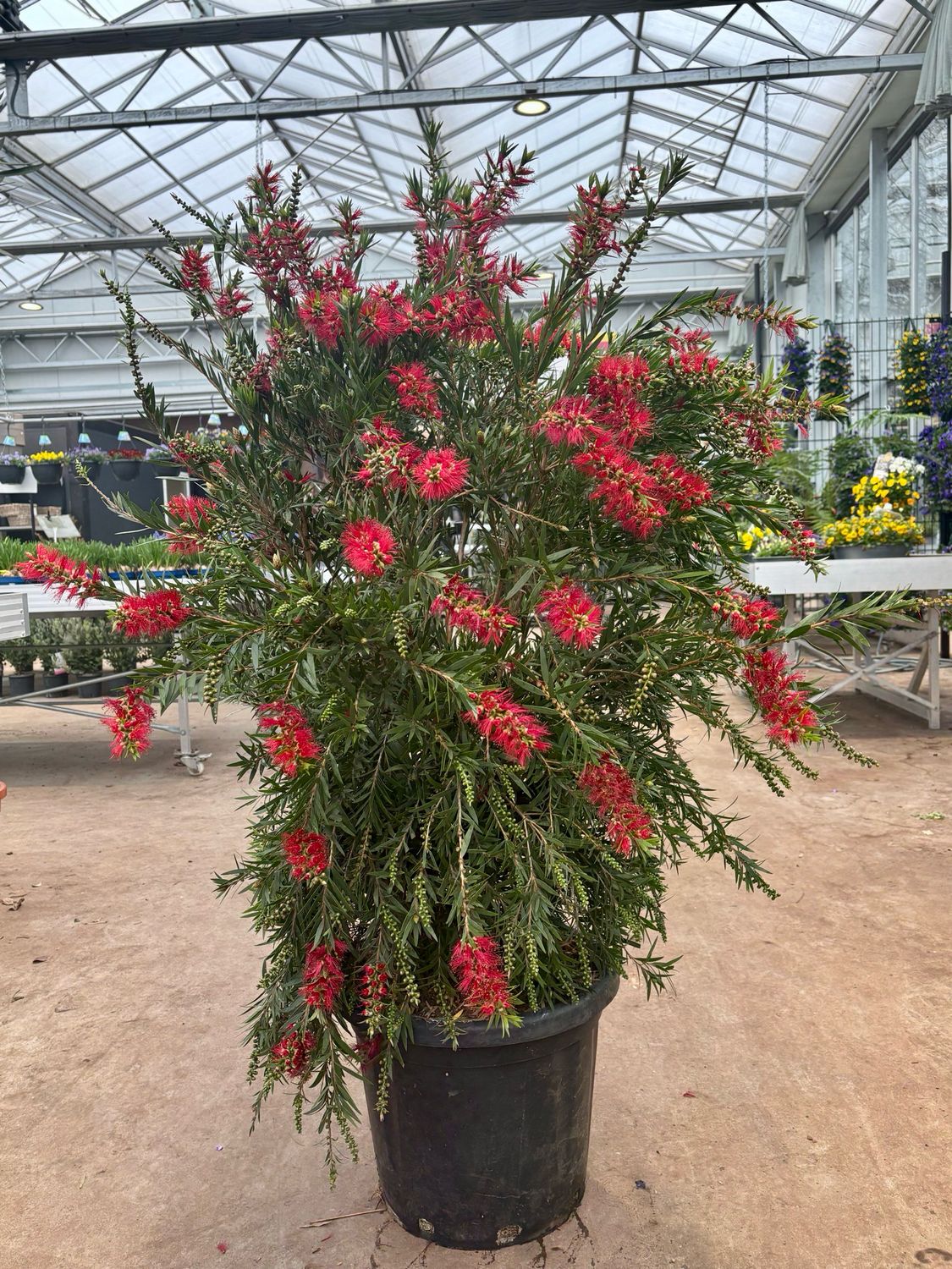 Callistemon Masotti (Lampenpoetser) OP=OP