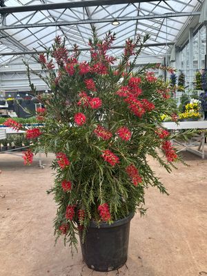 Callistemon Masotti (Lampenpoetser) OP=OP Callistemon Masotti (Lampenpoetser) OP=OP