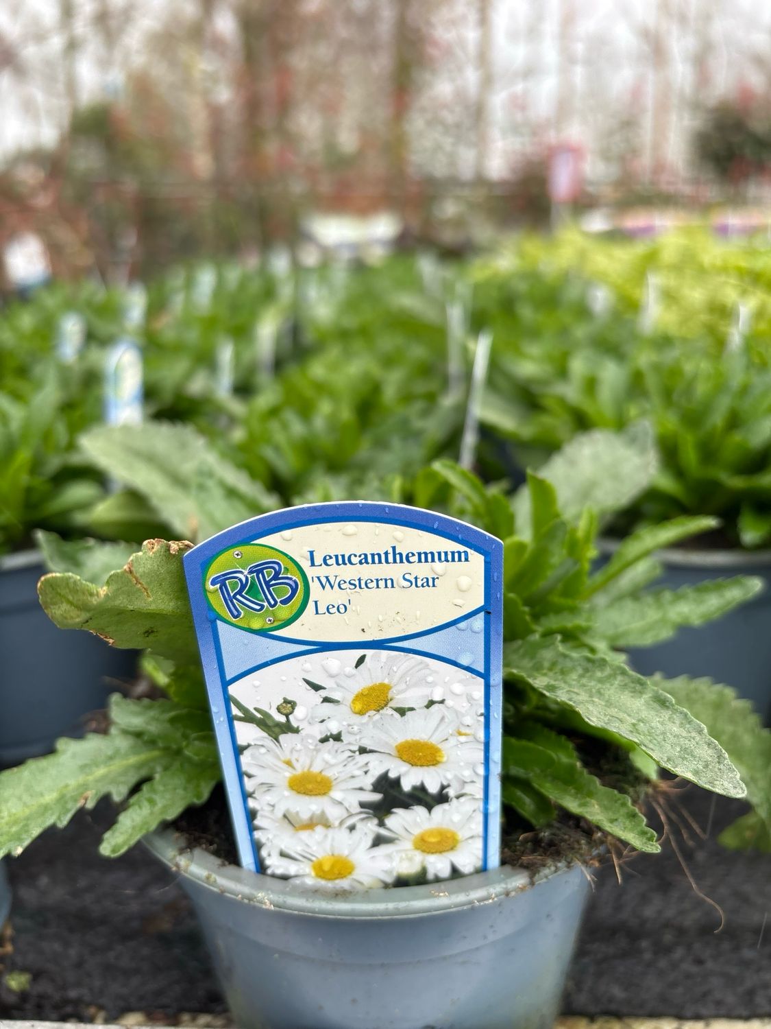 Leucanthemum (Margriet) 4 voor €10 OP=OP