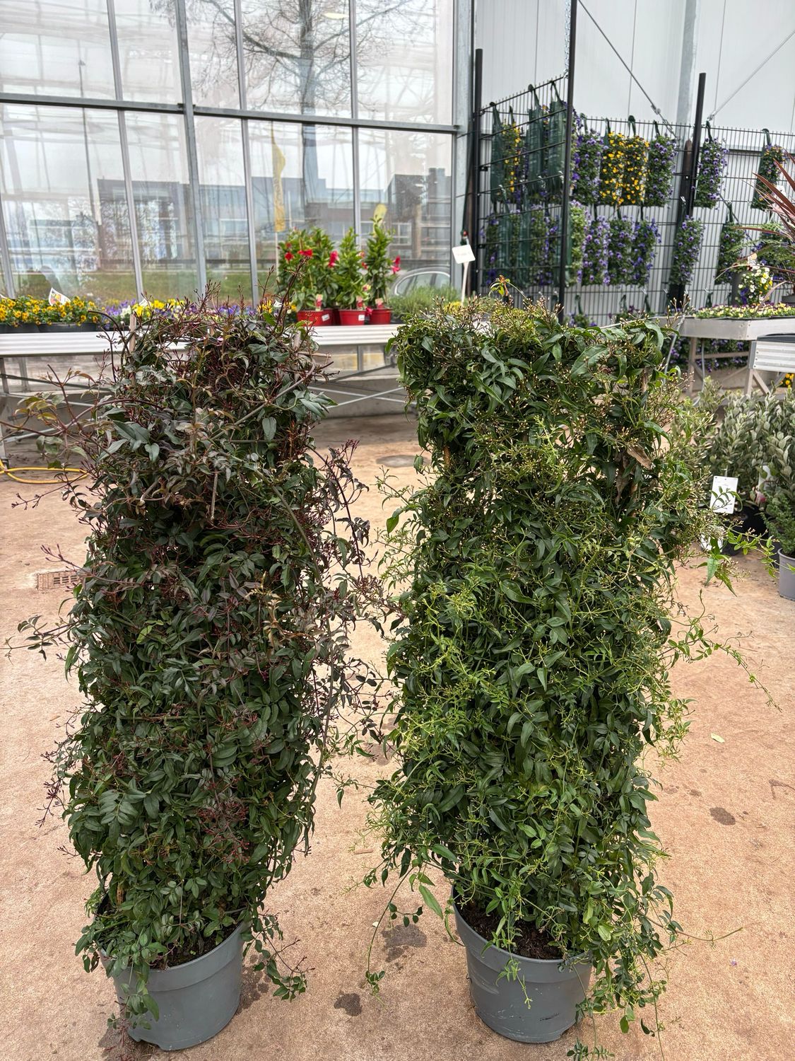 Jasmijn (Jasminum polyanthum) 2 soorten OP=OP