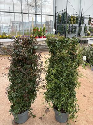 Jasmijn (Jasminum polyanthum) 2 soorten OP=OP