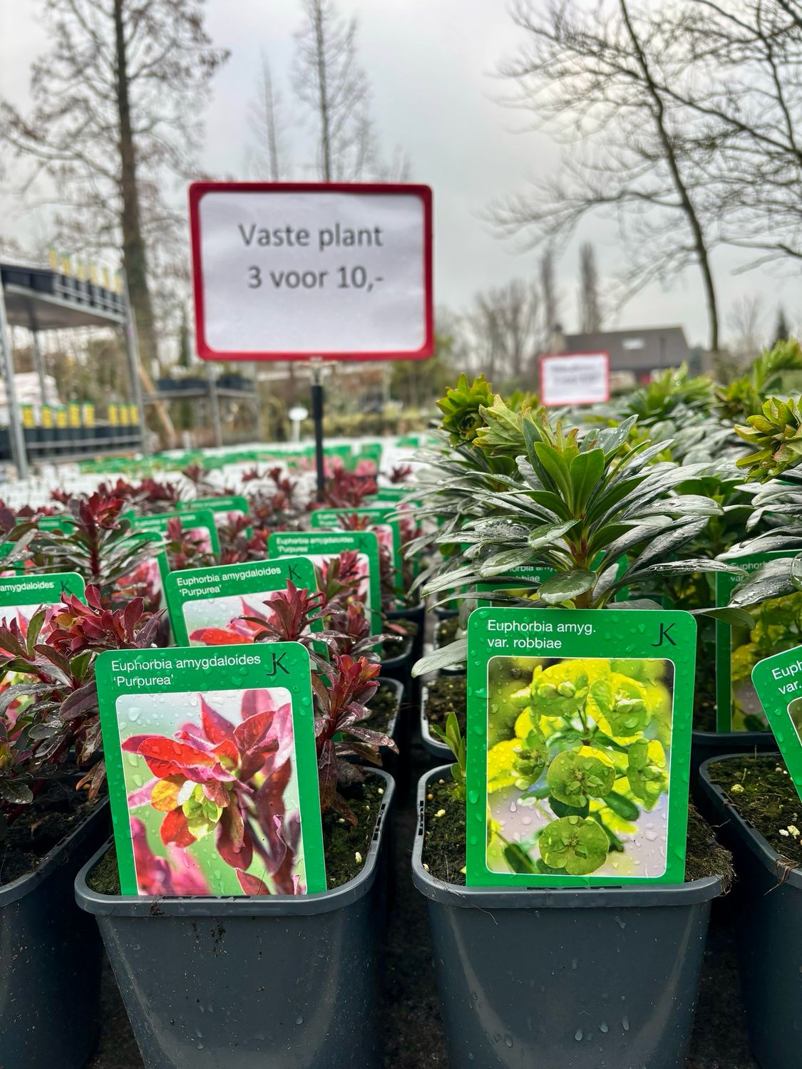 Euphorbia 2 soorten  (Amandelwolfsmelk) 3 voor €10 OP=OP