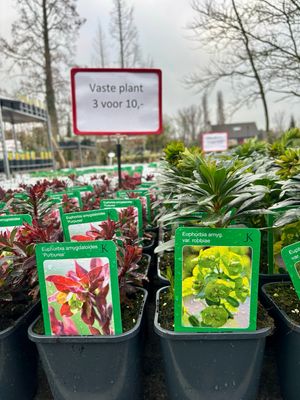 Euphorbia 2 soorten  (Amandelwolfsmelk) 3 voor €10 OP=OP