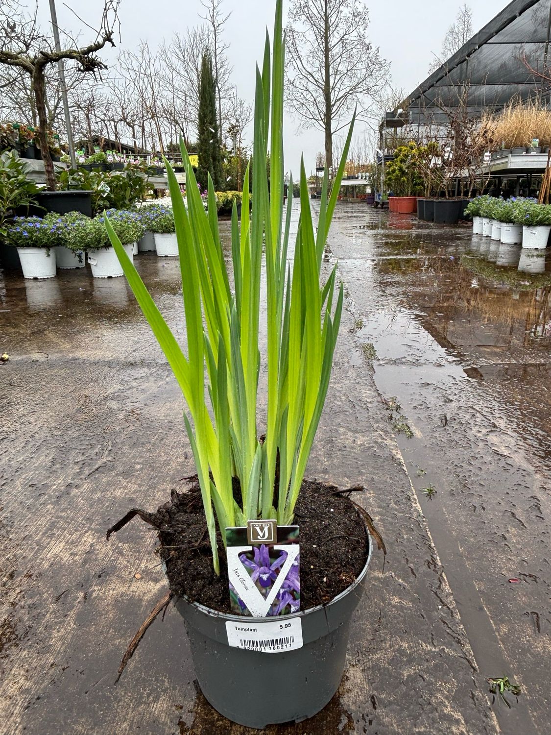 Iris reticulata 'Clairette' (dwergiris) OP=OP