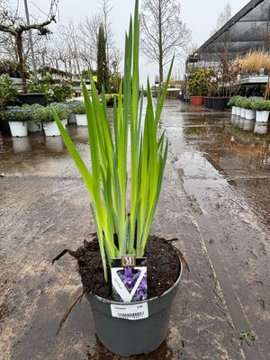 Iris reticulata 'Clairette' (dwergiris) OP=OP