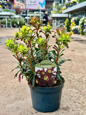 Euphorbia Pupurea (Amandelwolfsmelk) 4 voor €10 OP=OP Euphorbia Pupurea (Amandelwolfsmelk) 4 voor €10 OP=OP