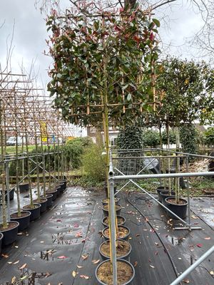 Photinia fraseri Red Robin (Glansmispel leiboom)