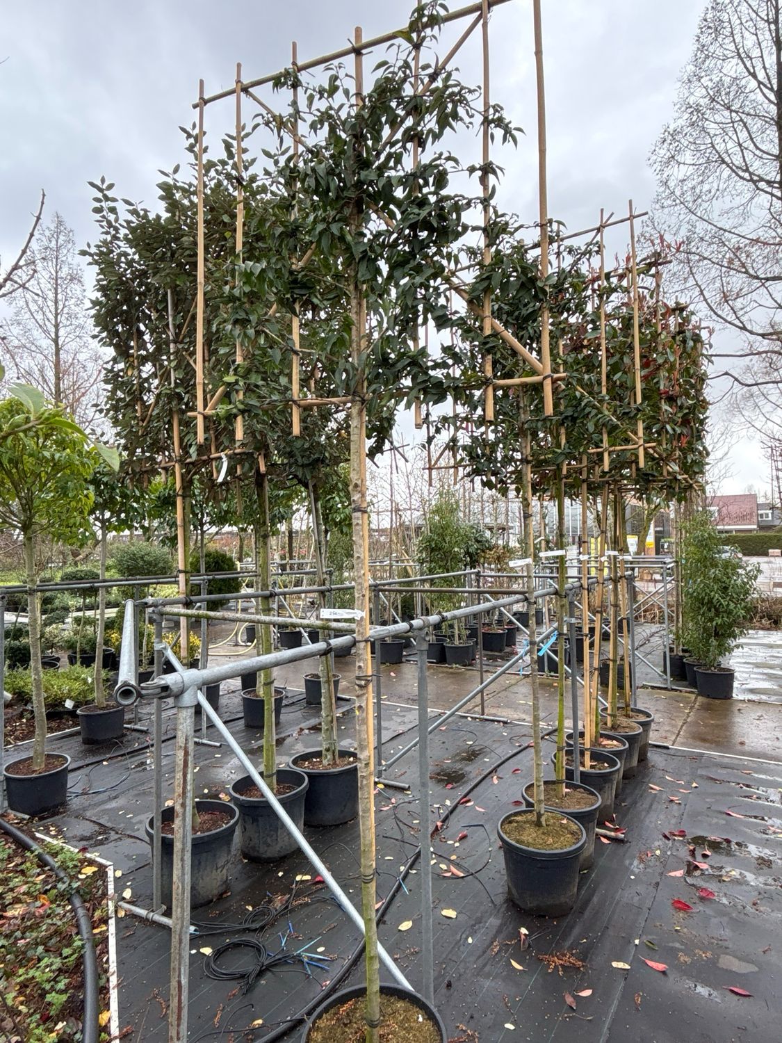 Prunus lusitanica 'Angustifolia' (Portugese lourier) Leiboom