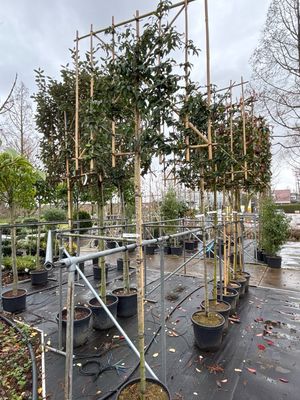 Prunus lusitanica 'Angustifolia' (Portugese lourier) Leiboom