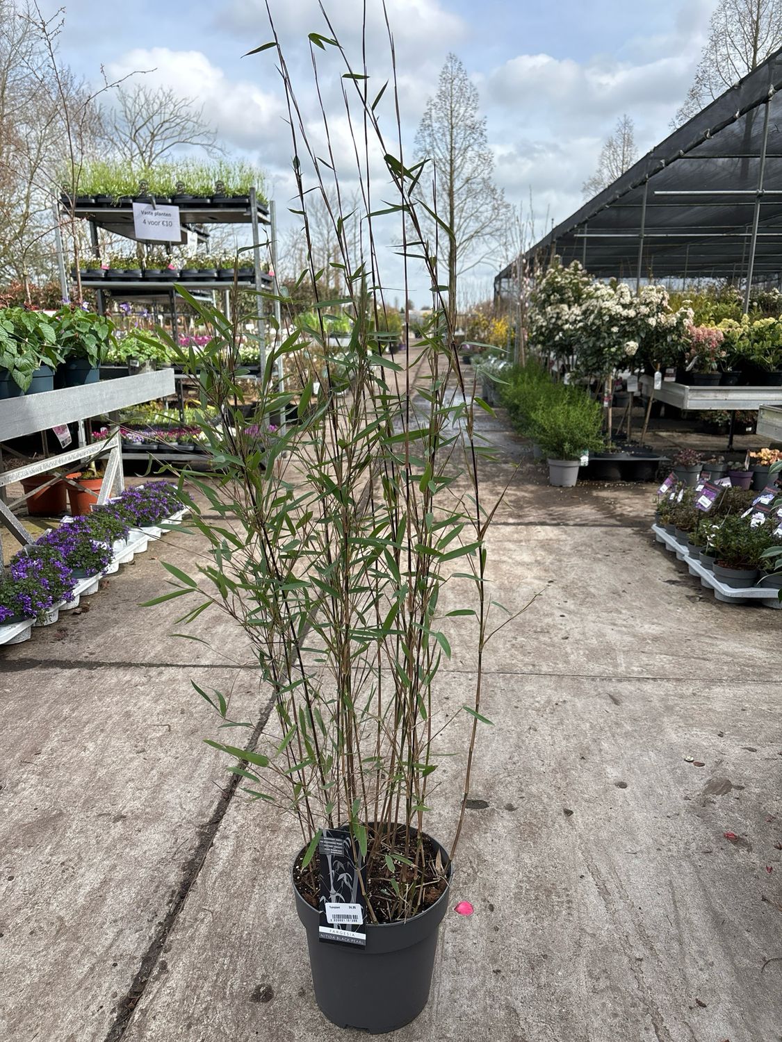 Fargesia Black Pearl  (Niet-woekerende Bamboe) OP=OP