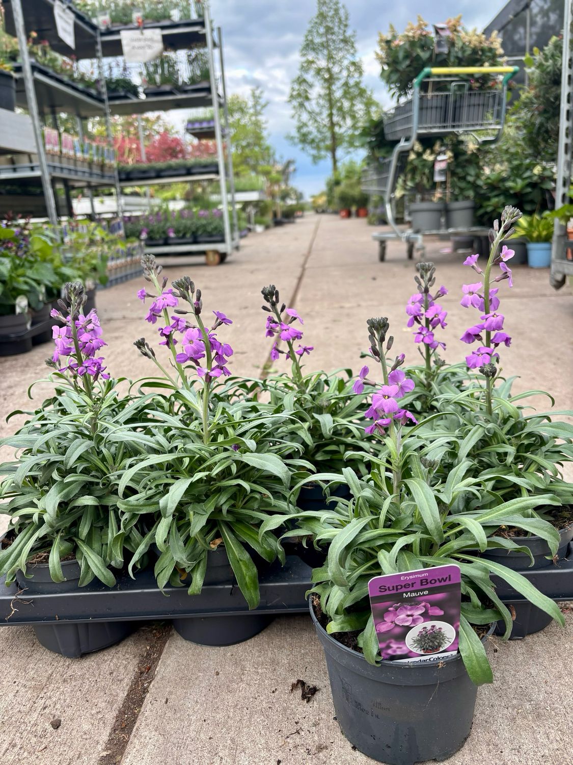 Erysimum (Steenraket) OP=OP