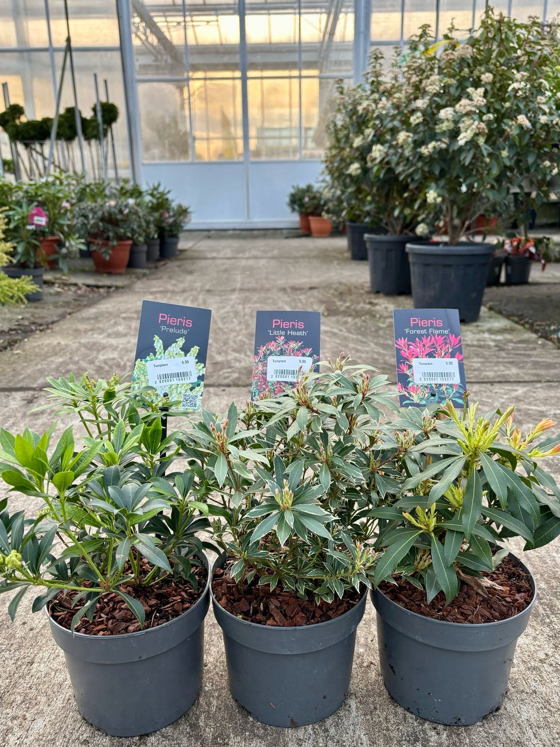 Pieris japonica (Rotsheide) 3 soorten  OP=OP