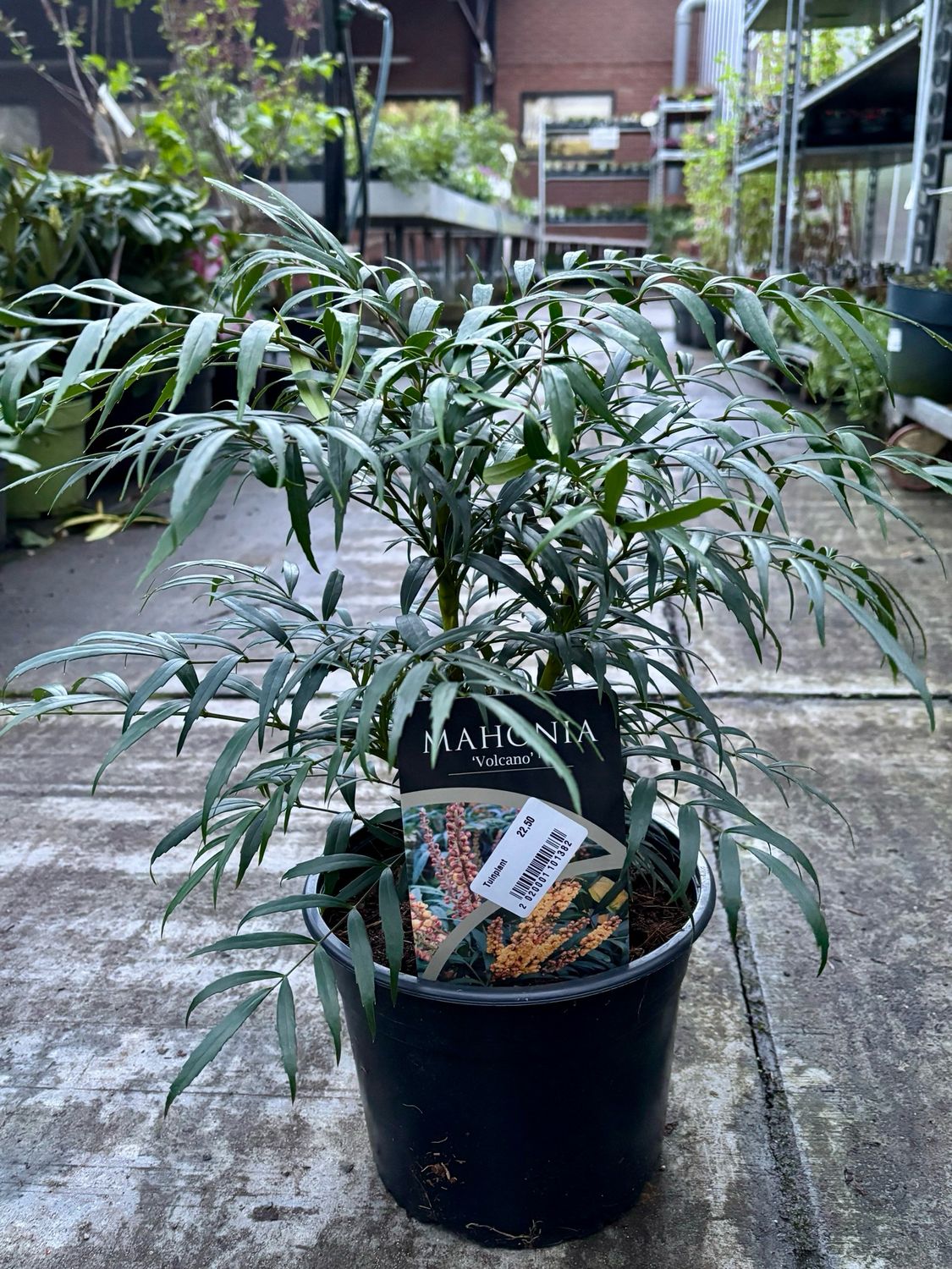 Mahonia ‘Volcano’ (Mahoniestruik) OP=OP