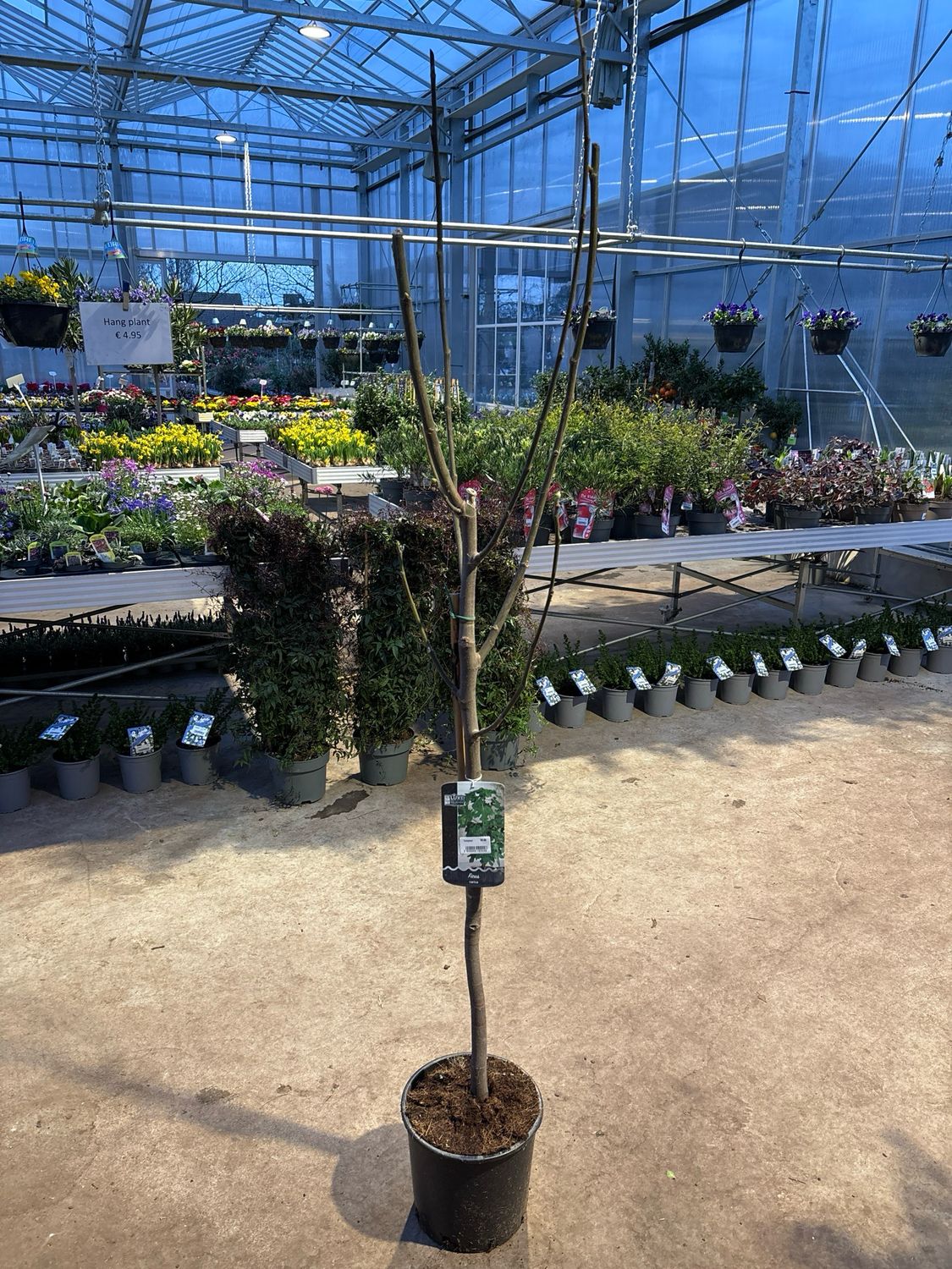 Ficus 4 soorten (Vijgenboom) OP=OP