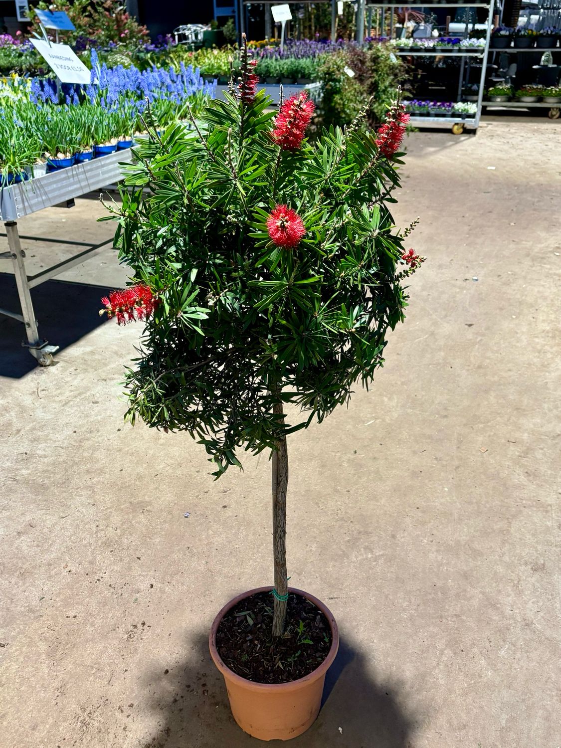 Callistemon Masotti (Lampenpoetser) op stam OP=OP