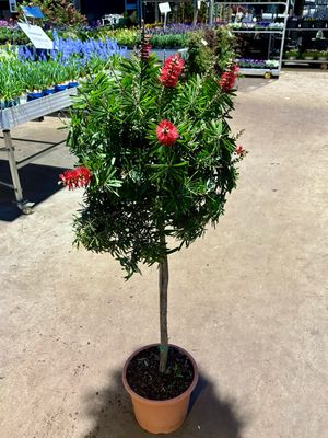 Callistemon Masotti (Lampenpoetser) op stam OP=OP