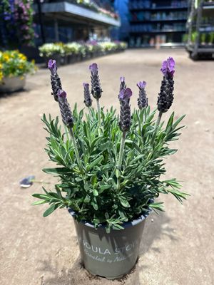Vlinder lavendel (Lavandula stoechas) 4voor €10  OP=OP
