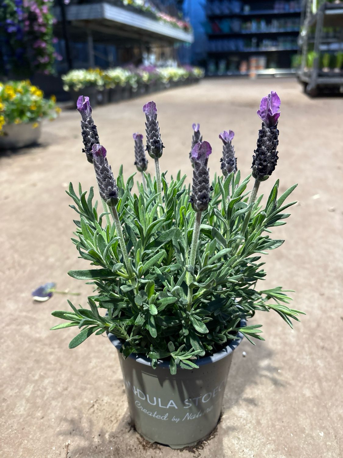 Vlinder lavendel (Lavandula stoechas) 4voor €10  OP=OP