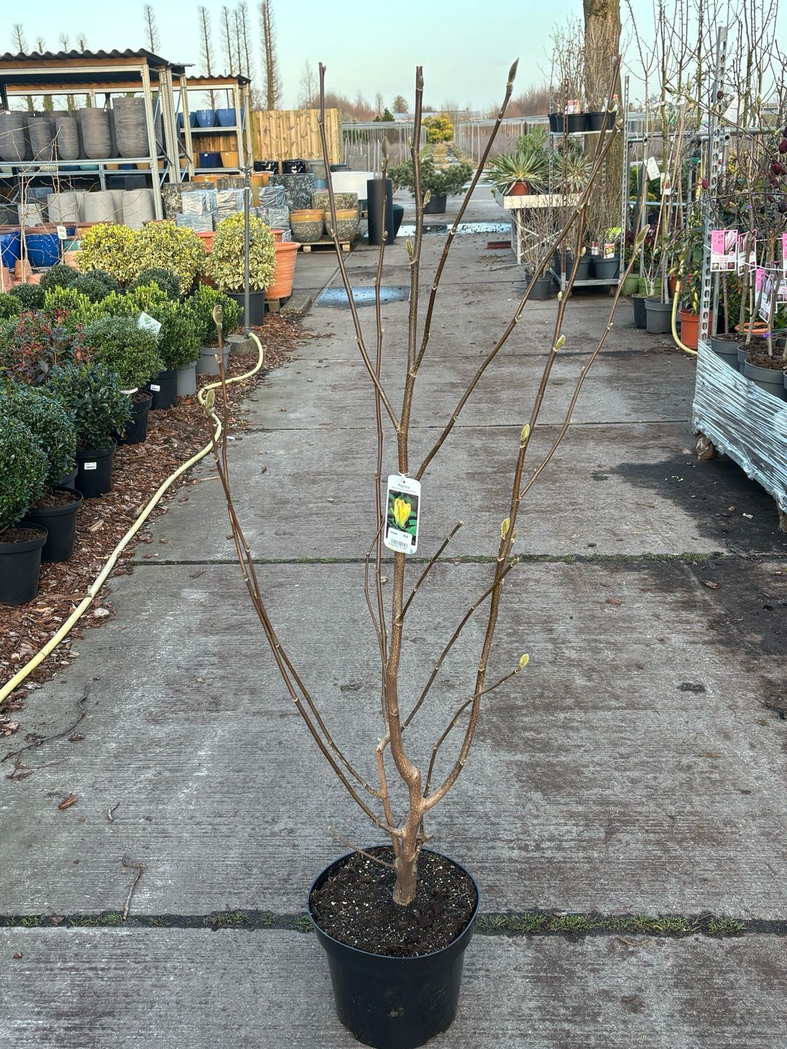 Magnolia ‘Yellow Bird’ en ‘Yellow Latern’( Gele valse Tulpenbloem )