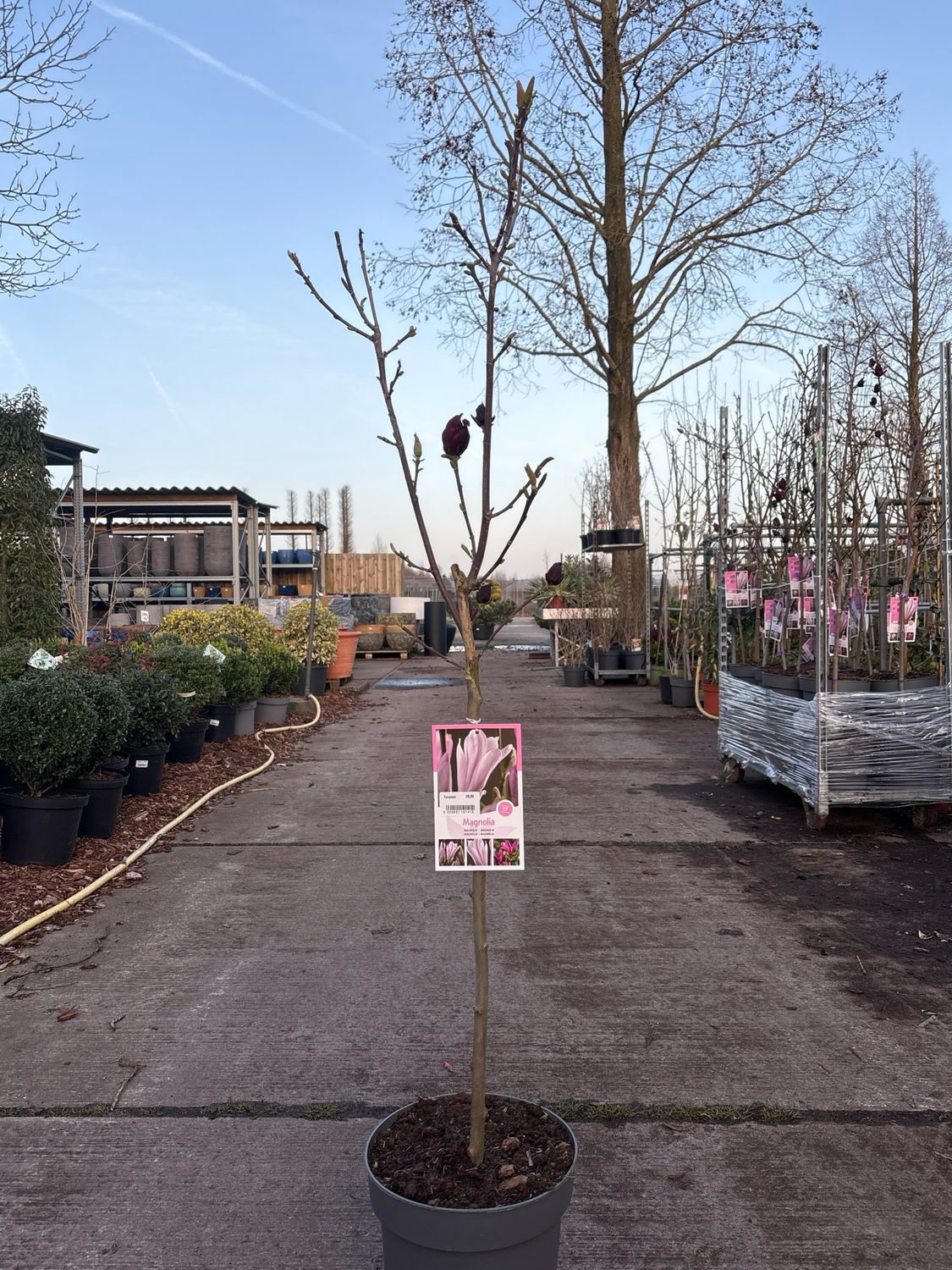 Magnolia  op stam (Tulpenbloem) OP=OP