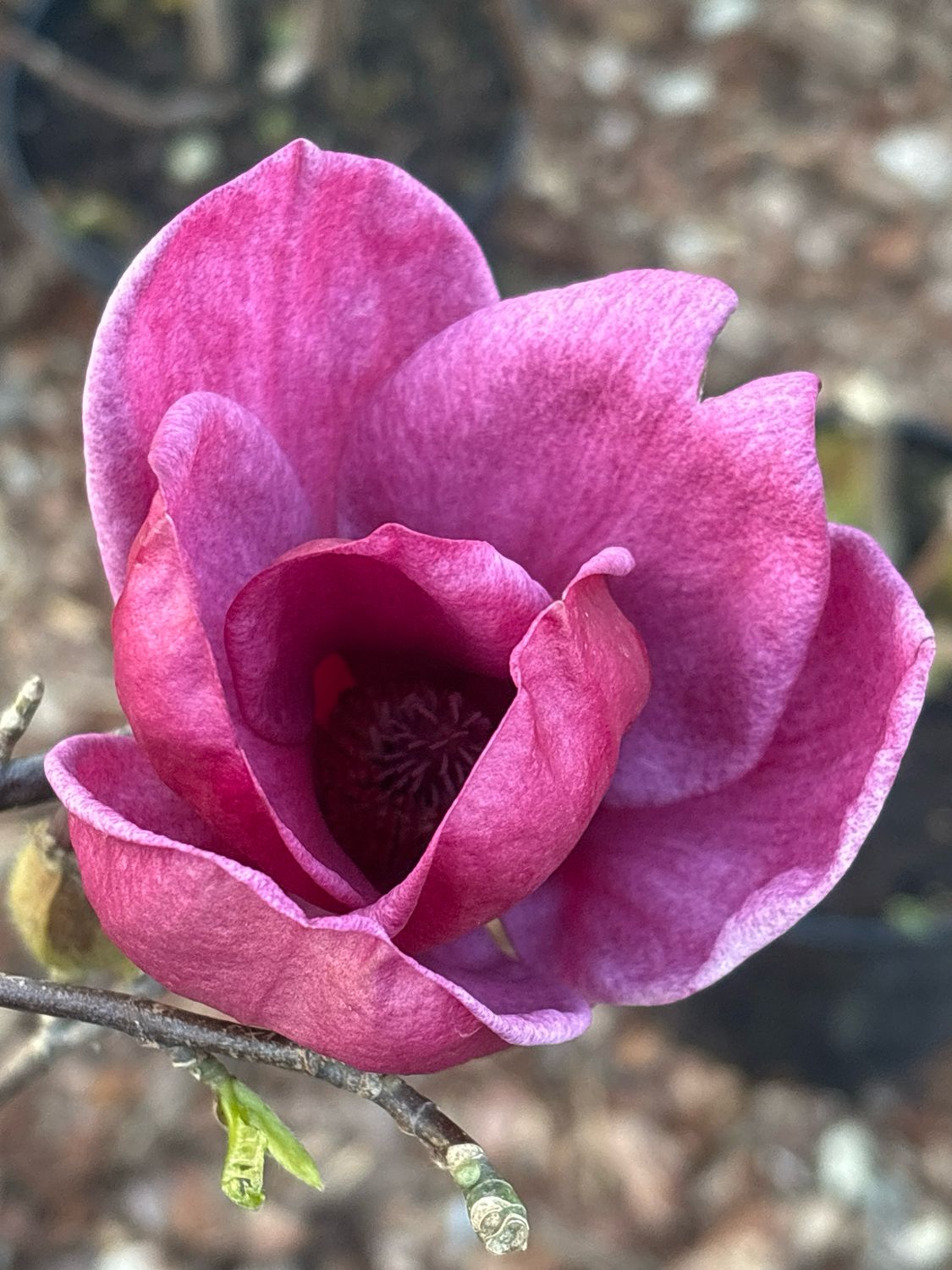 Magnolia  op stam (Tulpenbloem) OP=OP