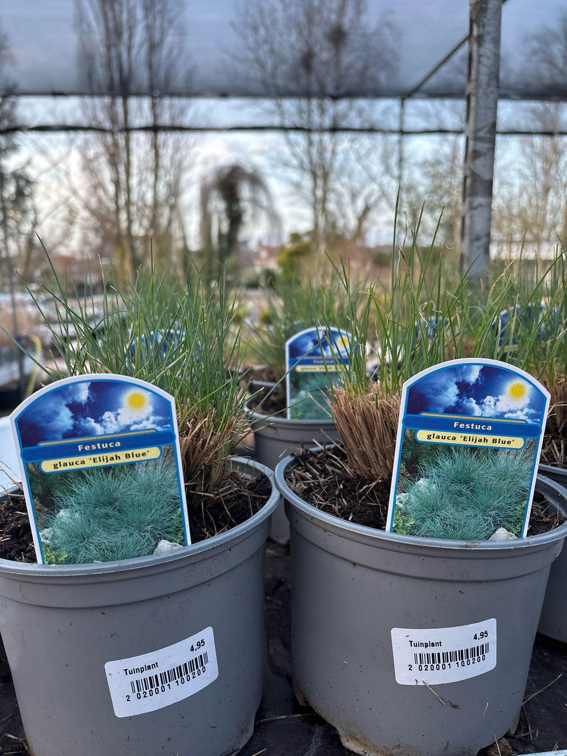 Festuca Glauca Elijah Blue (Blauw schapengras) OP=OP