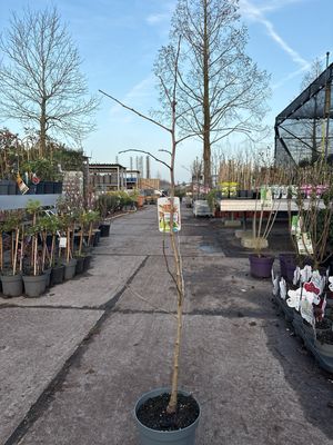 Ginkgo biloba (Japanse noteboom)  OP=OP